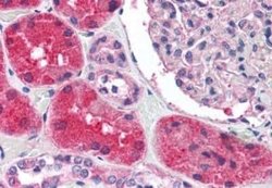 KCNN2 Antibody, Novus Biologicals 50 &mu;g; Unconjugated:Antibodies, Polyclonal